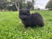 2 adorables Spitz nains mâles