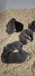 Magnifique chiots cane corso