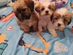 Chiots bichon