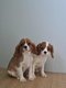 Cavalier King Charles