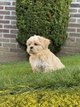 Lhasa apso chiots