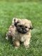Lhasa apso chiots