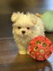 Bichon Maltais nain chiots