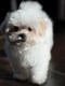 Bichon Maltais nain chiots