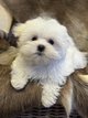Bichon Maltais nain chiots