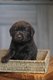 Labrador Chocolat