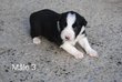 Border collie noir et blanc