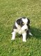 Border collie noir et blanc