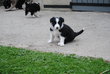 Border collie noir et blanc