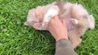 Adorables Berger Australien