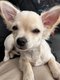 Joli chihuahua  mâle