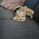 Maine coon