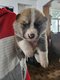 Akita inu