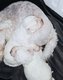 Magnifique bébés bichon maltais mâle