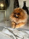 Louliu pomeranie
