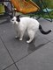 Chat mâle 5 ans