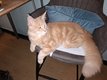 Un Maine Coon à acquérir