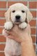 Golden Retriever, dernière femelle