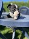 Chiot border collie