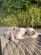 Chiots Border collie