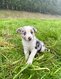 Chiots Border collie