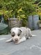 Chiots Border collie