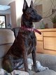 Chiots bergers hollandais hautes origines