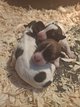 Jack Russell poils dures / longs élevés en...