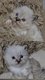 Chatons sacré de birmanie