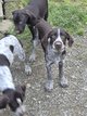 Chiot drahthaar