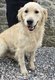 Femelle Golden Retriever