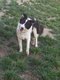 Femelle border collie