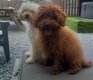 Tea cup caniche rouge cup tea poedel rood