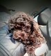 Toy caniche choco 8 semaine