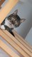 Chat européen tigré