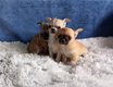 Splendide mini chiots chihuahua