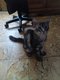 - 1 Chatons Maine Coon