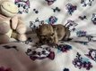 Bébéa chihuahuas à vendre