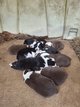 Chiots berger australien