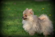 Chiots Spitz nain Pomeranian