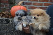 Chiots Spitz nain Pomeranian