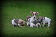 Chiots Jack Russell bleu lilac