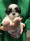 Splendides shih tzus chiots possédant le pedigree