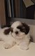 Splendides shih tzus chiots possédant le pedigree