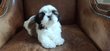 Splendides shih tzus chiots possédant le pedigree