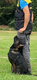 Ynox , chiot Berger Allemand à vendre