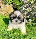 Superbes shih-tzu