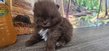 Chiot femelle Loulou de Poméranie