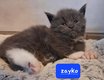 Magnifique Chaton Maine Coon