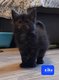 Magnifique Chaton Maine Coon